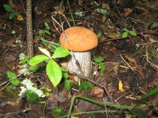 post-2414-0-13364200-1438455908_thumb.jp