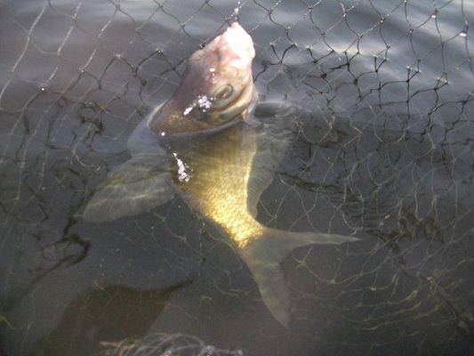 post-2414-0-18776700-1440408966_thumb.jp