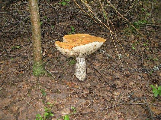 post-2414-0-24800100-1438979799_thumb.jp