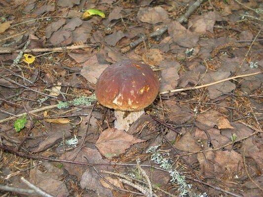 post-2414-0-43007400-1438979665_thumb.jp