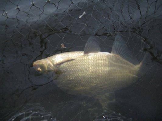 post-2414-0-49061200-1440408999_thumb.jp