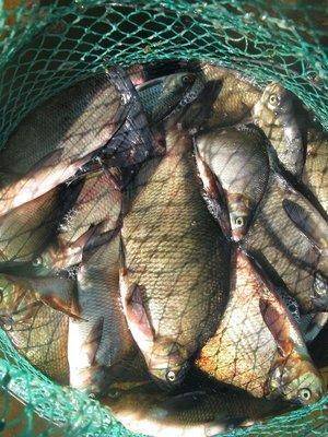 post-2414-0-53093700-1440409210_thumb.jp