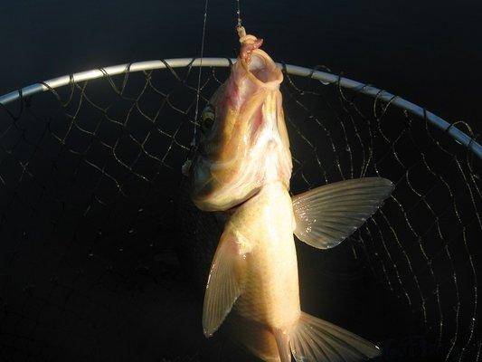 post-2414-0-59219400-1440409152_thumb.jp