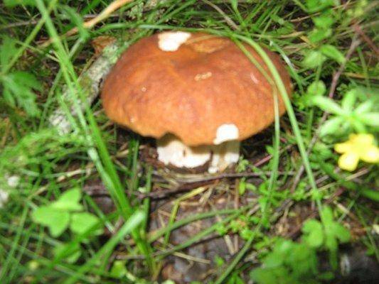 post-2414-0-67317500-1438455689_thumb.jp