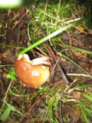 post-2414-0-70114200-1438455835_thumb.jp