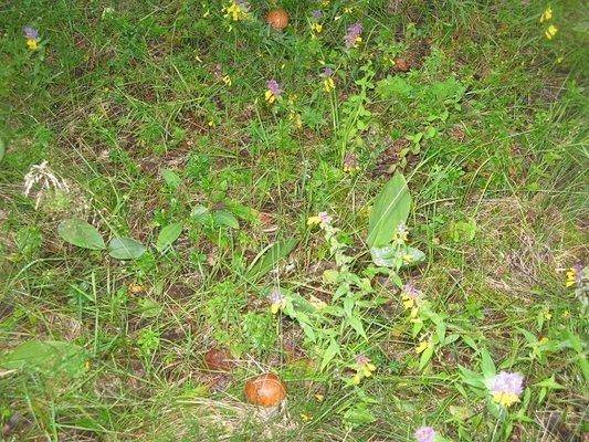 post-2414-0-74298900-1438455482_thumb.jp