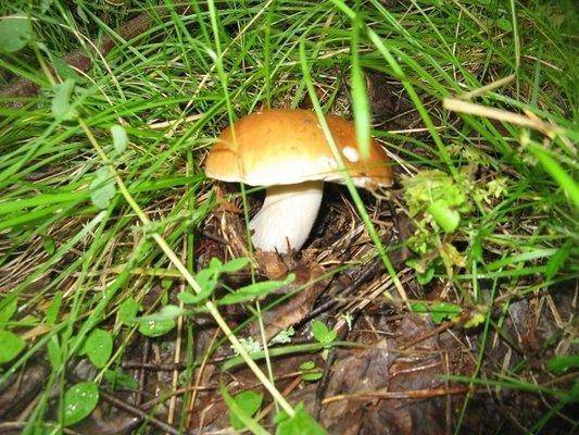 post-2414-0-75281300-1438455618_thumb.jp