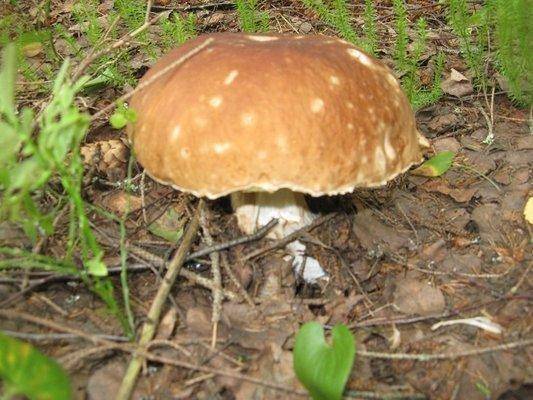 post-2414-0-84697400-1438979701_thumb.jp