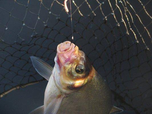 post-2414-0-93031900-1440409131_thumb.jp