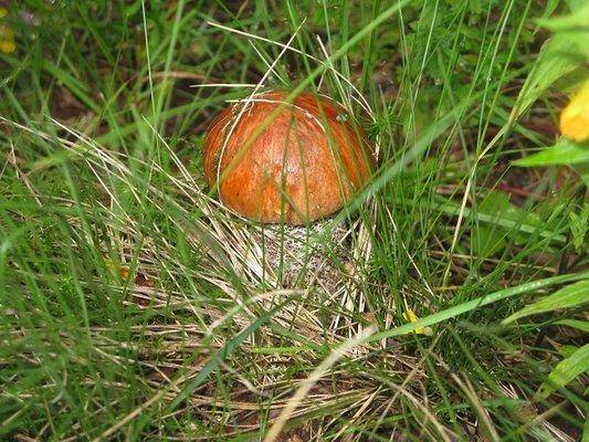 post-2414-0-97017100-1438455538_thumb.jp