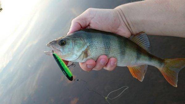 post-2551-0-22184000-1440351896_thumb.jp