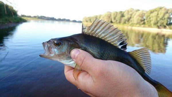 post-2551-0-42846200-1440352015_thumb.jp