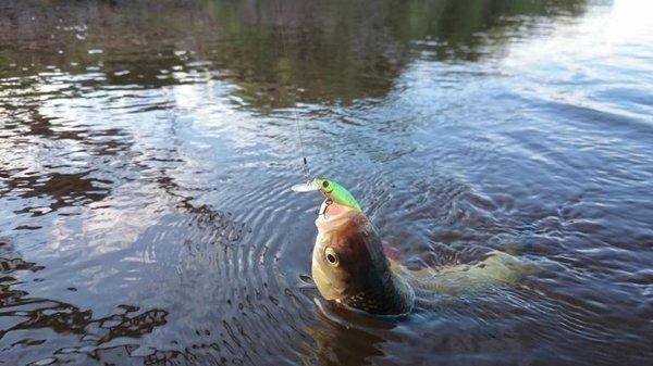 post-2551-0-76425500-1440351948_thumb.jp