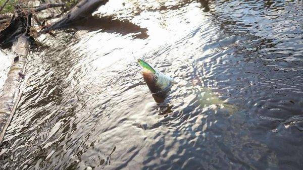 post-2551-0-85246500-1440351976_thumb.jp