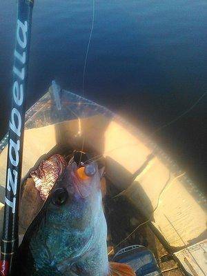 post-2698-0-21589900-1440269372_thumb.jp