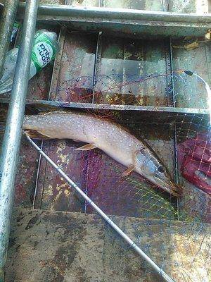 post-2698-0-61420800-1439647768_thumb.jp