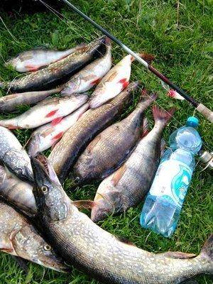 post-2726-0-75313100-1439453985_thumb.jp