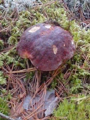 post-1128-0-06069000-1410524595_thumb.jp