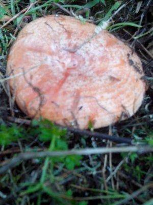 post-1128-0-16130200-1410524608_thumb.jp