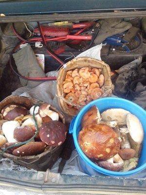 post-1128-0-38136400-1410524616_thumb.jp