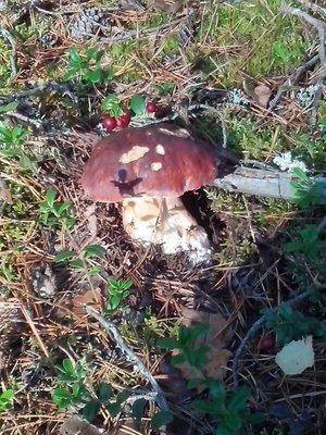 post-1128-0-46502800-1410524586_thumb.jp