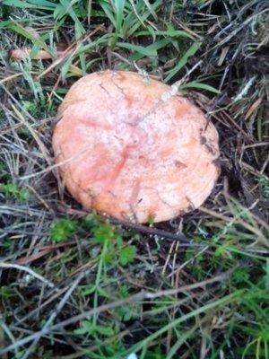 post-1128-0-78115900-1410524601_thumb.jp