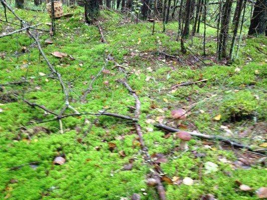 post-1299-0-20078600-1410103816_thumb.jp