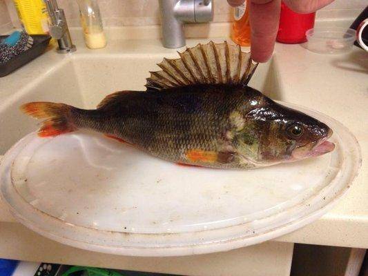 post-1327-0-17003100-1409554616_thumb.jp