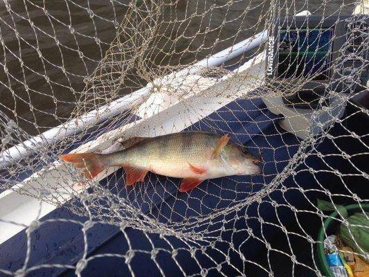 post-1327-0-83320900-1409554555_thumb.jp