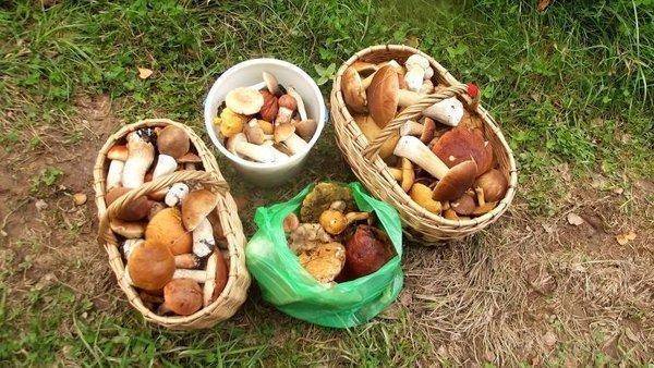 post-1594-0-22913900-1409778366_thumb.jp