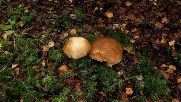 post-1594-0-56081600-1409778351_thumb.jp