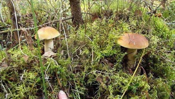 post-1594-0-60869600-1409778299_thumb.jp