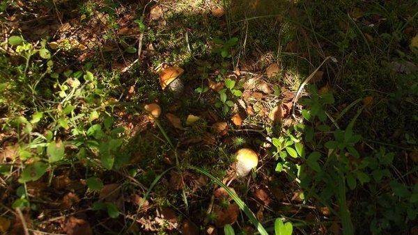 post-1594-0-75147500-1409778278_thumb.jp