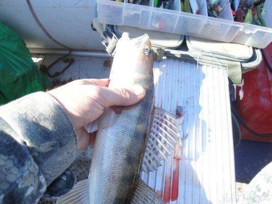 post-1808-0-88220600-1409938186_thumb.jp