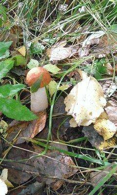 post-1091-0-66661200-1441871833_thumb.jp