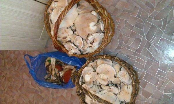 post-1091-0-76992900-1441871915_thumb.jp