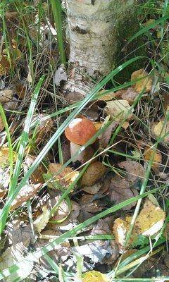 post-1091-0-78956800-1441871853_thumb.jp