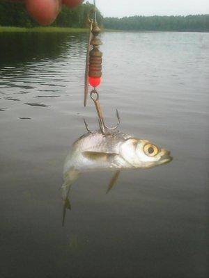 post-2414-0-39997800-1441566941_thumb.jp