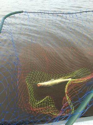 post-2601-0-02972300-1441227398_thumb.jp