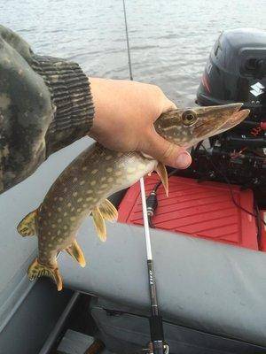 post-2601-0-74313900-1441226839_thumb.jp