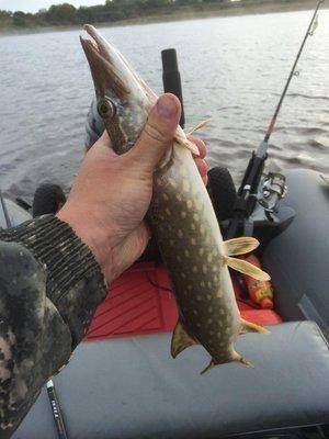 post-2601-0-92510900-1441226868_thumb.jp