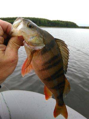 post-2726-0-14640600-1441352629_thumb.jp