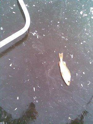 post-1067-0-51357500-1414244516_thumb.jp