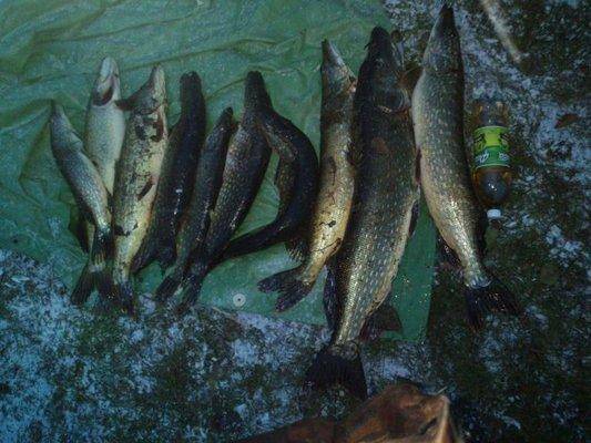 post-1163-0-35998000-1413739497_thumb.jp