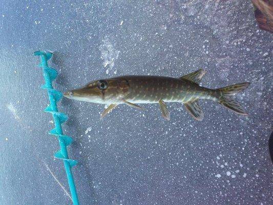 post-1163-0-46641400-1414337296_thumb.jp