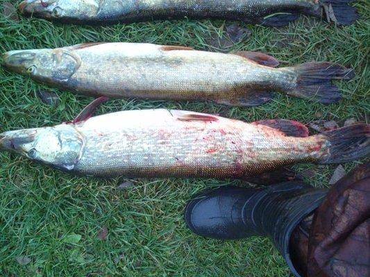 post-1163-0-62346000-1413308829_thumb.jp