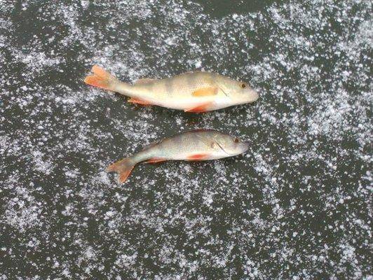 post-1039-0-30365900-1416851395_thumb.jp