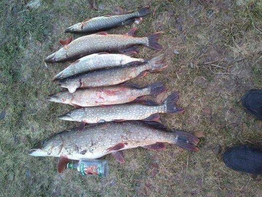 post-1163-0-68864300-1416150602_thumb.jp