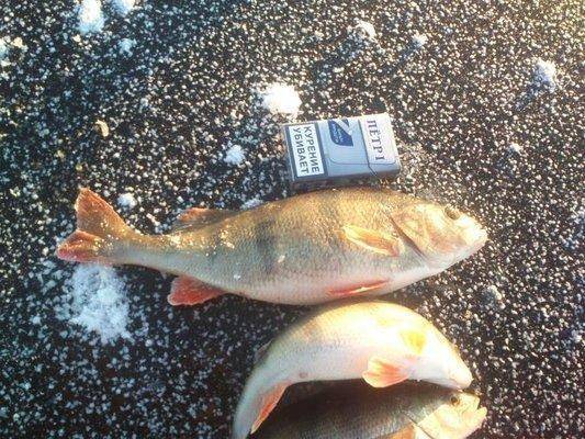 post-1163-0-81618200-1417359999_thumb.jp