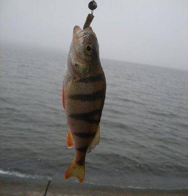 post-1185-0-27844400-1415446618_thumb.jp